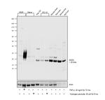 SOD2 (MnSOD) Antibody