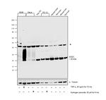 SOD2 (MnSOD) Antibody in Western Blot (WB)