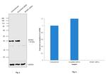 SPARC Antibody