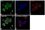 PU.1 Antibody in Immunocytochemistry (ICC/IF)