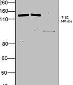 TIE2 (TEK) Antibody