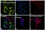 Tyrosine Hydroxylase Antibody