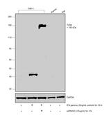 TLR8 Antibody