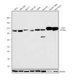 TOP1 Antibody in Western Blot (WB)