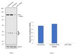 USP7 Antibody in Western Blot (WB)