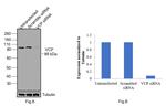 VCP Antibody