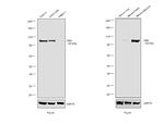 Villin Antibody in Western Blot (WB)