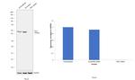 YBX1 Antibody