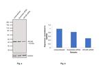 Apelin Receptor Antibody in Western Blot (WB)