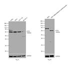 ATF Antibody in Western Blot (WB)