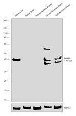 BAMBI Antibody in Western Blot (WB)