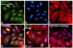 BST-2 Antibody in Immunocytochemistry (ICC/IF)