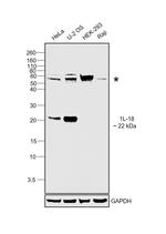 IL-18 Antibody in Western Blot (WB)