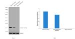 Galectin 3 Antibody in Western Blot (WB)