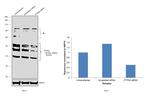 PTPN2 Antibody in Western Blot (WB)