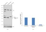 PTPN2 Antibody in Western Blot (WB)