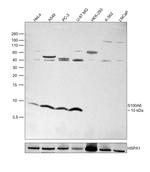 S100A6 Antibody in Western Blot (WB)