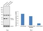 PPM1A Antibody in Western Blot (WB)