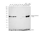 Glutamine Synthetase Antibody