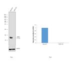 SOD1 Antibody in Western Blot (WB)