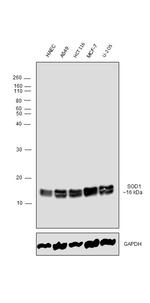 SOD1 Antibody in Western Blot (WB)