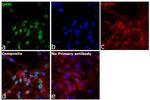 OASL Antibody in Immunocytochemistry (ICC/IF)