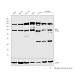 OASL Antibody in Western Blot (WB)