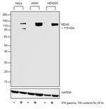 MDA5 Antibody