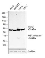 MST2 Antibody in Western Blot (WB)