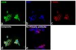 LDHB Antibody in Immunocytochemistry (ICC/IF)