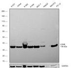 LDHB Antibody in Western Blot (WB)