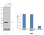 LDHB Antibody in Western Blot (WB)