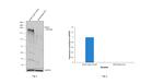 Nestin Antibody in Western Blot (WB)