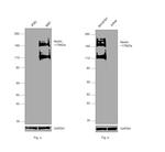 Nestin Antibody