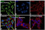 Nestin Antibody in Immunocytochemistry (ICC/IF)