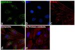 SERPINH1 Antibody in Immunocytochemistry (ICC/IF)