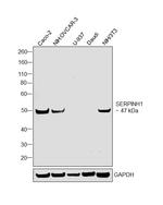 SERPINH1 Antibody in Western Blot (WB)