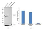 SERPINH1 Antibody in Western Blot (WB)