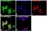 ZC3H12A Antibody in Immunocytochemistry (ICC/IF)