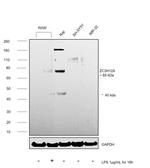 ZC3H12A Antibody in Western Blot (WB)