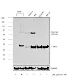 ZC3H12A Antibody in Western Blot (WB)