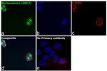 Nucleostemin Antibody in Immunocytochemistry (ICC/IF)