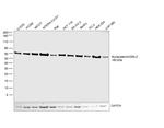 Nucleostemin Antibody in Western Blot (WB)