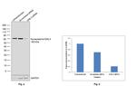 Nucleostemin Antibody in Western Blot (WB)