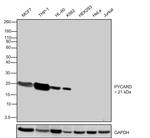 PYCARD Antibody