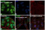 PYCARD Antibody in Immunocytochemistry (ICC/IF)