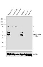 CaMKII alpha Antibody in Western Blot (WB)