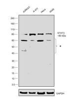 STAT3 Antibody in Western Blot (WB)