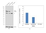 STAT3 Antibody in Western Blot (WB)