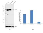 PIK3CB Antibody